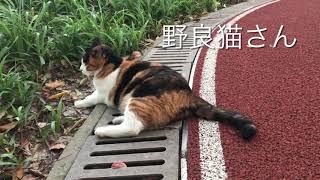 上海の小さな公園の野良猫さん達とも、出会って1年以上になります。毎朝彼らに会うのが愉しみで早起き出来ています。