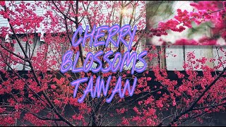 Cherry Blossoms  Taiwan🇹🇼 🇵🇭