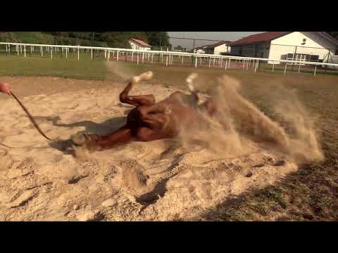 Meet... Mystic Guide