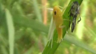 Muta di Omottero - Moulting Homoptera
