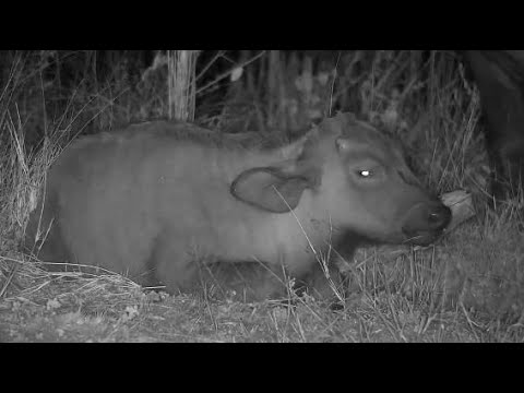 Djuma: Large African Buffalo herd arrives - 17:43 - 05/28/20