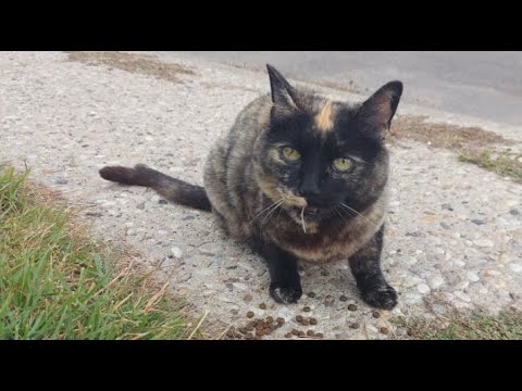 The Cat came Back! 7 years later!