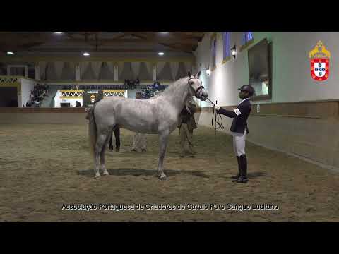 220128 16 Ovni das Faias - Aprovação de Garanhões