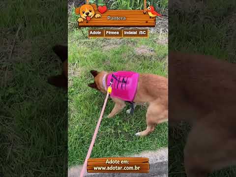 Vídeo de Pantera 