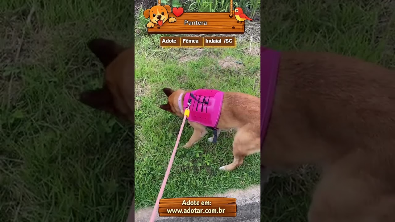 Cachorro raça SRD-ViraLata idade 5 anos nome Pantera 