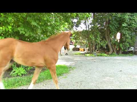 Like You - Mout Etna xx - Lossow - EH Friedensfürst