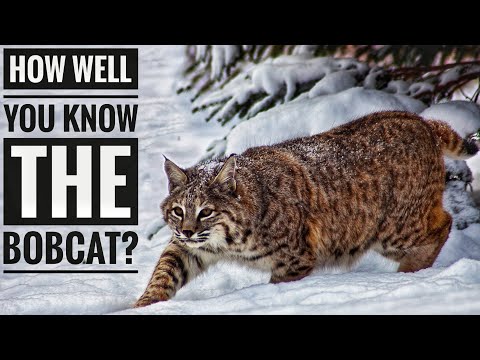 Bobcat || Description, Characteristics and Facts!
