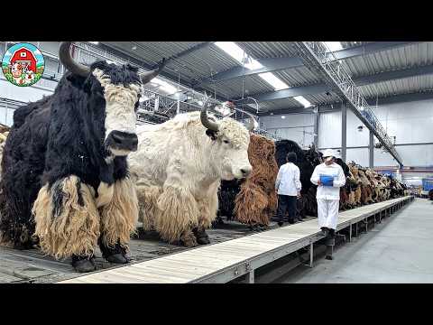 YAK Farming - How Farmers Raise Millions of Yaks In Harsh Mountainous Regions | Yaks Cheese