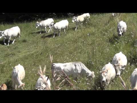 MUCCHE E VITELLINI  IN ALPEGGIO  A LIMONE Pte. QUOTA 1400 - 16 - 8 - 2014.