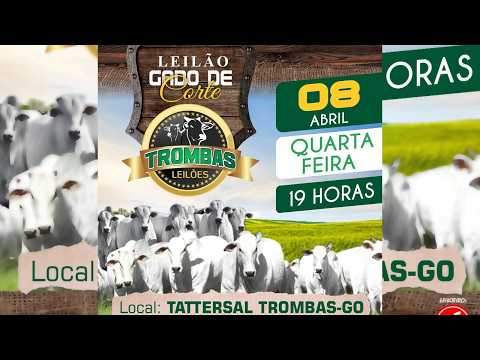 LEILÃO  GADO DE CORTE TROMBAS LEILÕES - TROMBAS GOIAS  - 08 / 04 / 2026