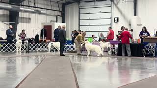 2026 PVSC Amateur Owner-Handler Dogs