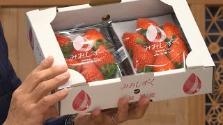 12月1日【びわ湖放送ニュース】今年は首都圏でもPR　滋賀県産イチゴ「みおしずく」シーズン４年目