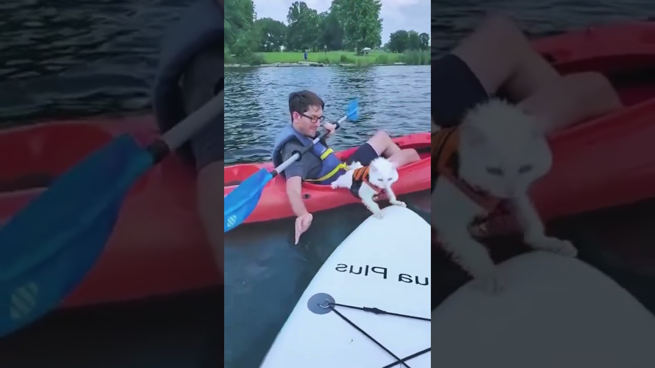 水に落ちる猫達が可愛すぎる