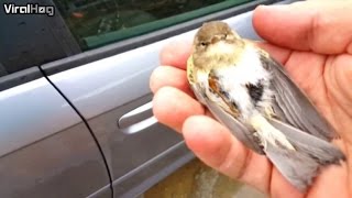 Man Rescuing a Bird Wedged in Car Will Warm Your Heart