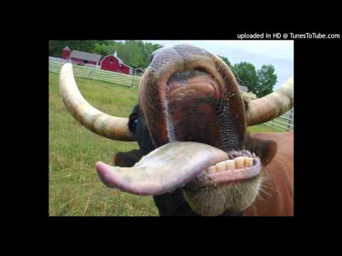 Today's Tango Is... Francisco Canaro - El Buey Solo 27-09-1935