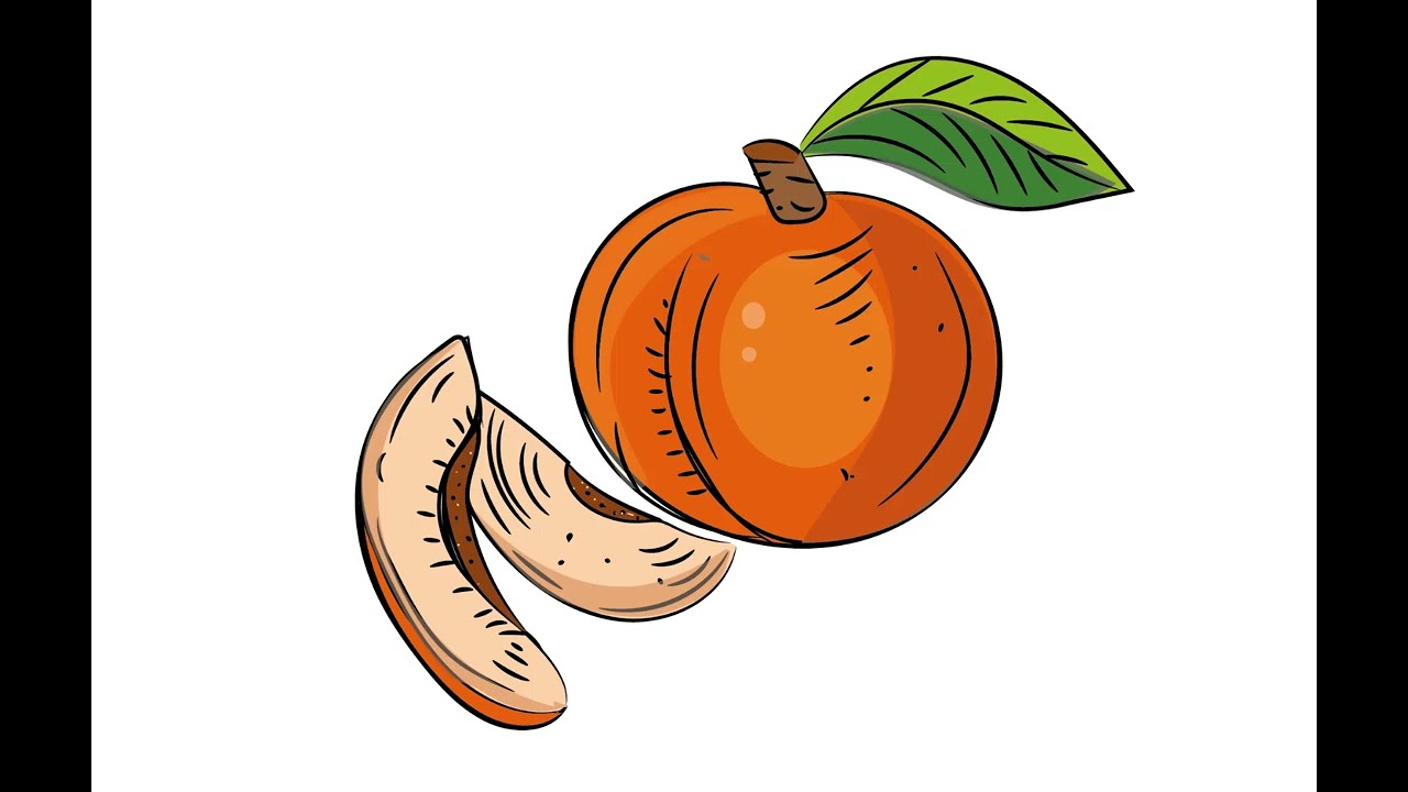Adobe Illustrator Beginner Tutorial: Create a Vector peach from Sketch(HD- fruit vector design