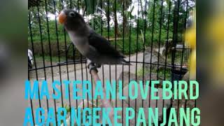 Download lagu SUARA MASTERAN LOVE BIRD TEMPO PELAN ANPUH MEMBUAT LOVE BIRD NGEKEK MAKIN PANJNAG mp3