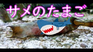 実はサメの卵を飼育してるんですが・・・赤ちゃんが見えました！！