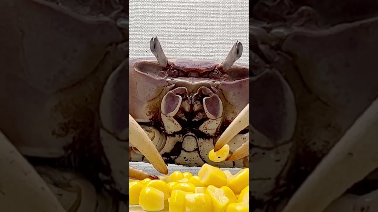 Corn that makes crabs go crazy.