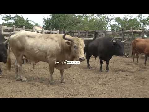 TOROS DE ALBERTO BARRIOS PARA EL GUAMO 2025