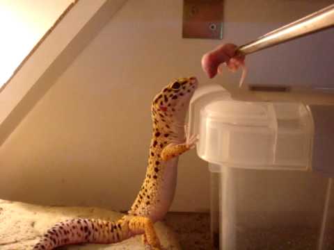 download lagu mp3 mp4 Gecko Leopard High Yellow, download lagu Gecko Leopard High Yellow gratis, unduh video klip Gecko Leopard High Yellow