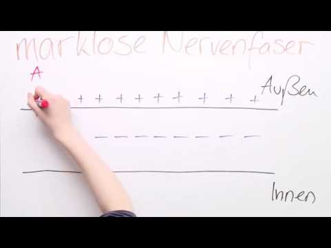 ERREGUNGSLEITUNG INNERHALB DER NERVENZELLE | Biologie | Neurobiologie und Verhalten