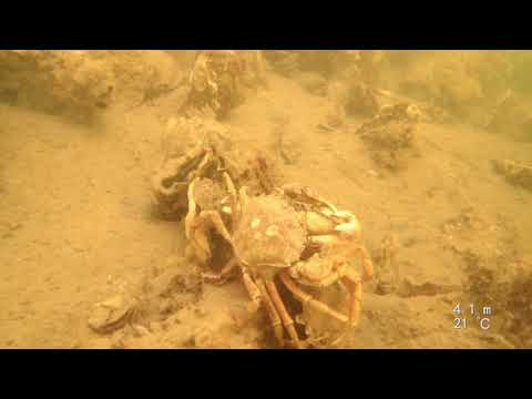 W-E Zélande Grands Fonds Août 2019