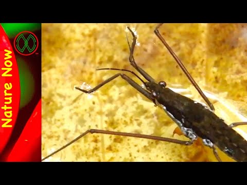 Water Striders are Smart