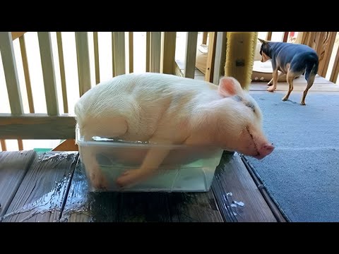 Je n'avais pas réalisé à quel point les cochons étaient drôles... jusqu'à ce que je voie ces vidéos d'animaux les plus drôles...