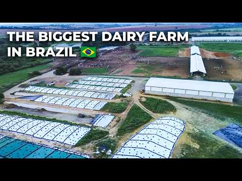 THE BIGGEST DAIRY FARM IN BRAZIL | FAZENDA COLORADO 🇧🇷