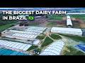 THE BIGGEST DAIRY FARM IN BRAZIL FAZENDA COLORADO