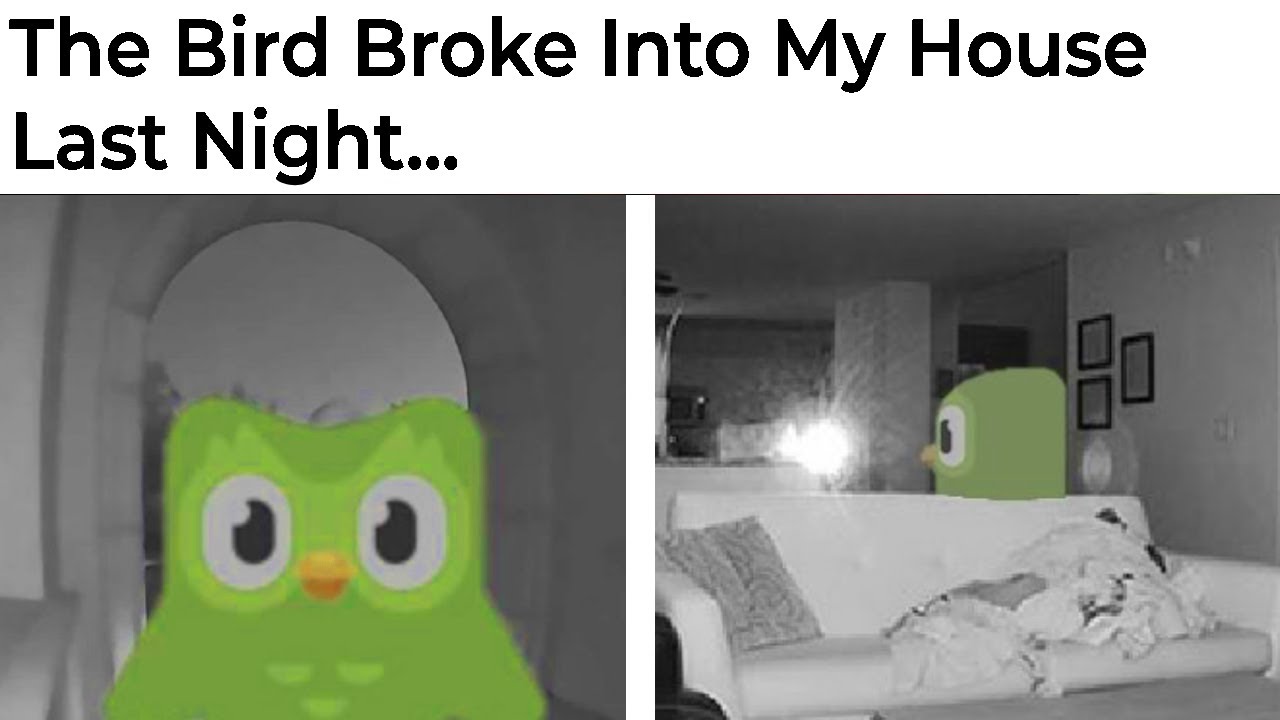 Terrifying Duolingo Memes