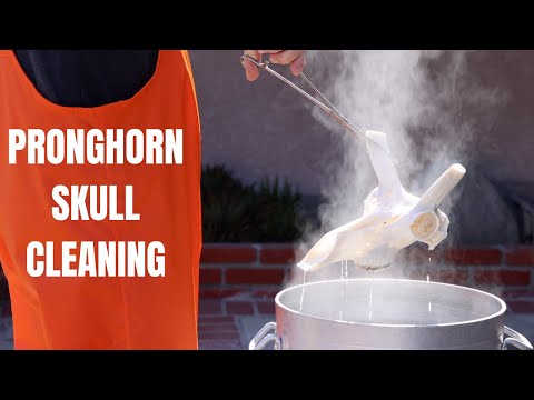 PRONGHORN ANTELOPE SKULL CLEANING REFRESHER SPEED GOAT