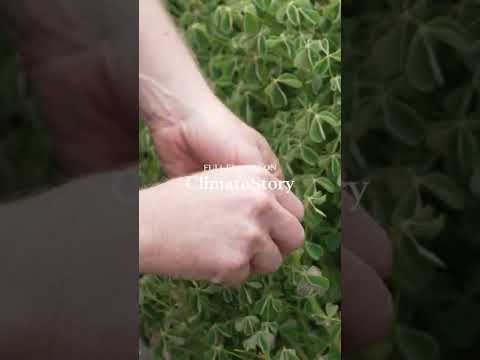 Fresh veg from my garden | ClimateStory Ep8  #sustainability #amsterdam #climatechange #amsterdam