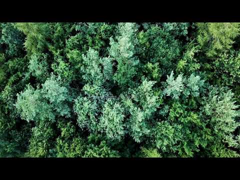 Whispering Trees | ASMR | Nature 4K