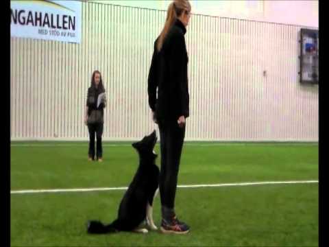 Talang Tångahed 2014