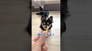犬、できないんじゃなくてやらない。  #犬との暮らし #chihuahua #dog