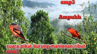 Download lagu suara pikat burung mantenan ribut apuh 💯% emp3 mp3 Download lagu suara pikat burung mantenan ribut apuh 💯% emp3 mp3
