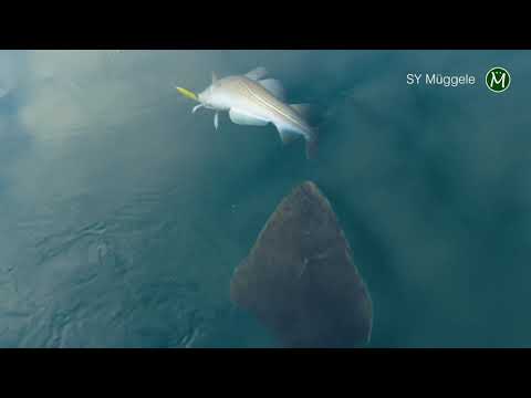 Heilbutt geht auf gehakten Dorsch