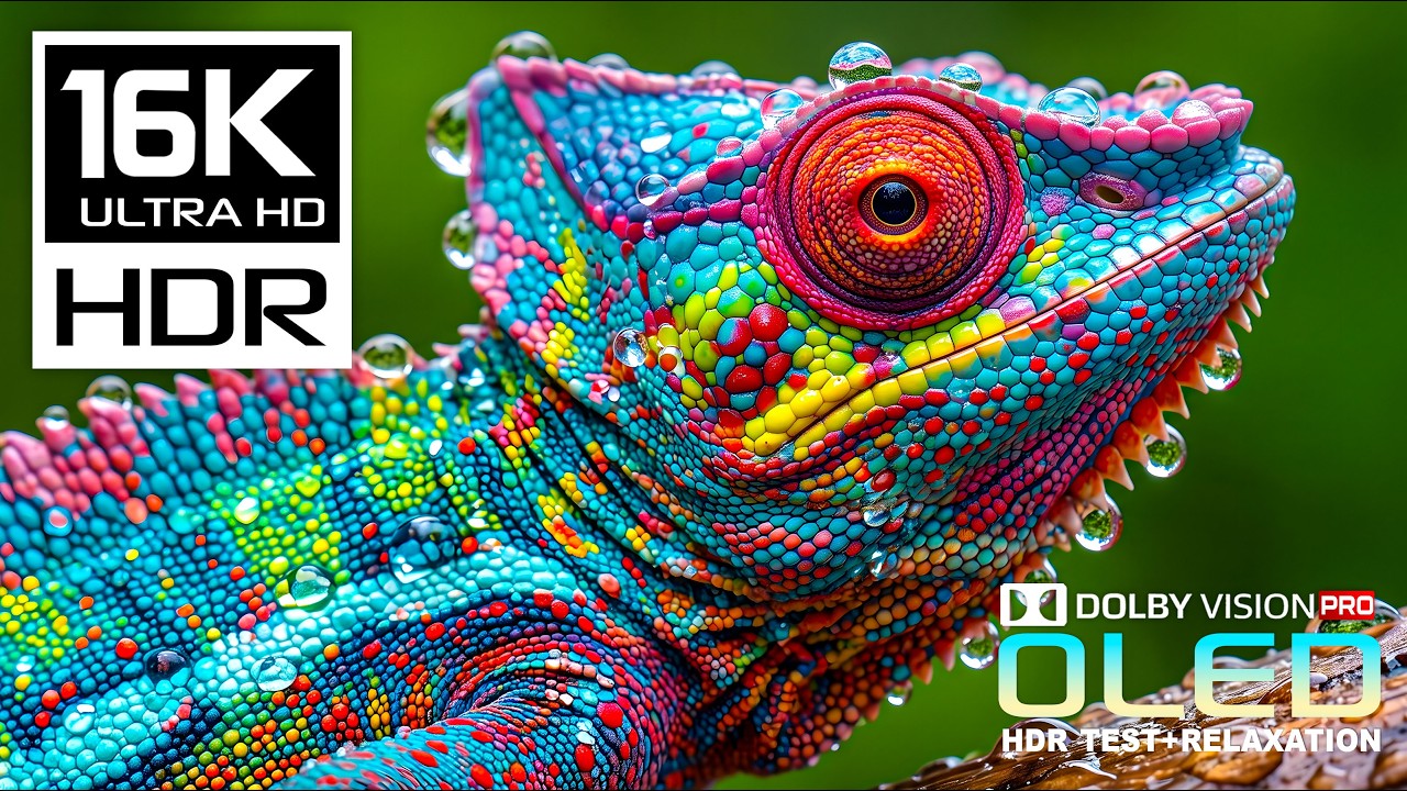 Amazing OLED for Display test 60fps | 16K HDR Dolby Vision | 8K Video/4K Video ULTRA HD TV
