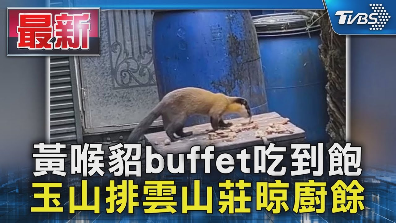 黃喉貂排雲山莊「狂掃廚餘」!專家警告:恐引發人畜共通傳染病