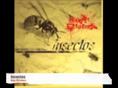 Insectos