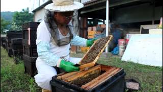 preview picture of video '光源寺養蜂園、三次のハチミツ Apiary of Miyoshi city'