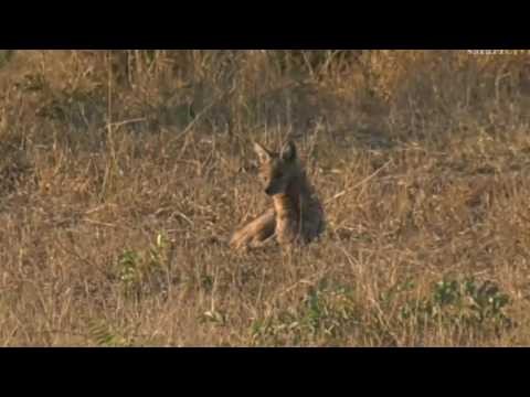 July 05, 2017 - Sunset - Unfortunately this side striped Jackal is not feeling or looking  well .