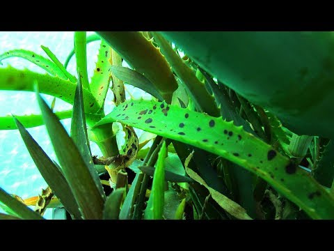 aloe kezelés paraziták ellen