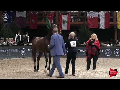 N.96 DANTAE EL LAWRENCE - Lier 2018 - 3 Years Old Colts (Class 6)