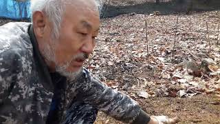이장집 (386) 명이나물 재배