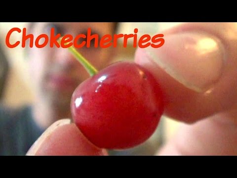 image-Are choke cherries edible?