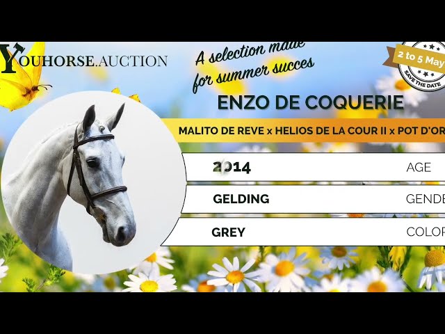 Enzo de Coquerie flatwork video