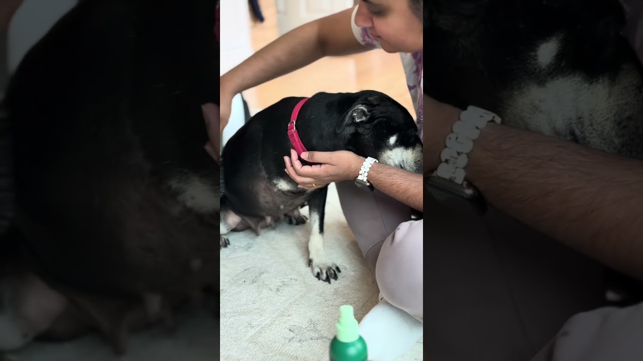 Enlarge Minnie, a Adoptable mixed breed in Potomac, MD video 6/6